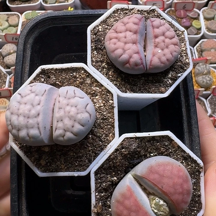 生石花1111111。   195