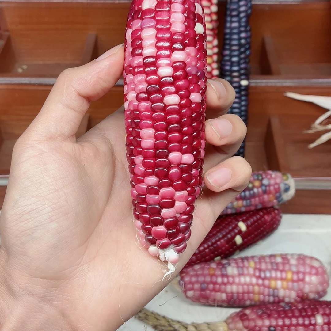 $***$吊坠白玉菩提文玩玉米毛料精品