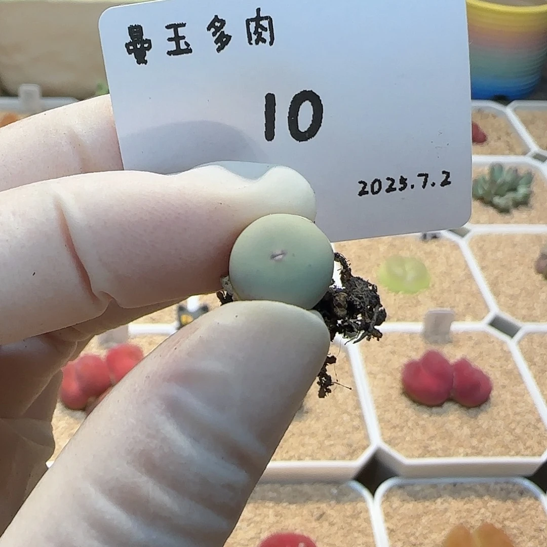 多肉多肉多肉7.2-010 V嘴