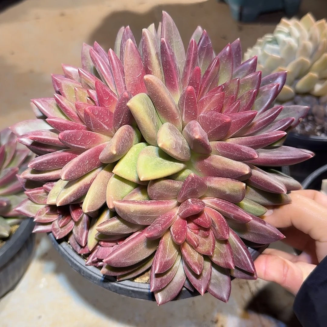 迷雾泡泡整无砍群生