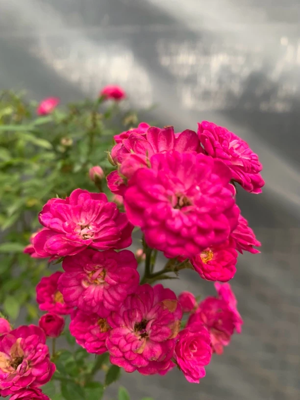 微月超微紫红微月扦插苗小苗多头勤花爆花紫红色小花好养易活