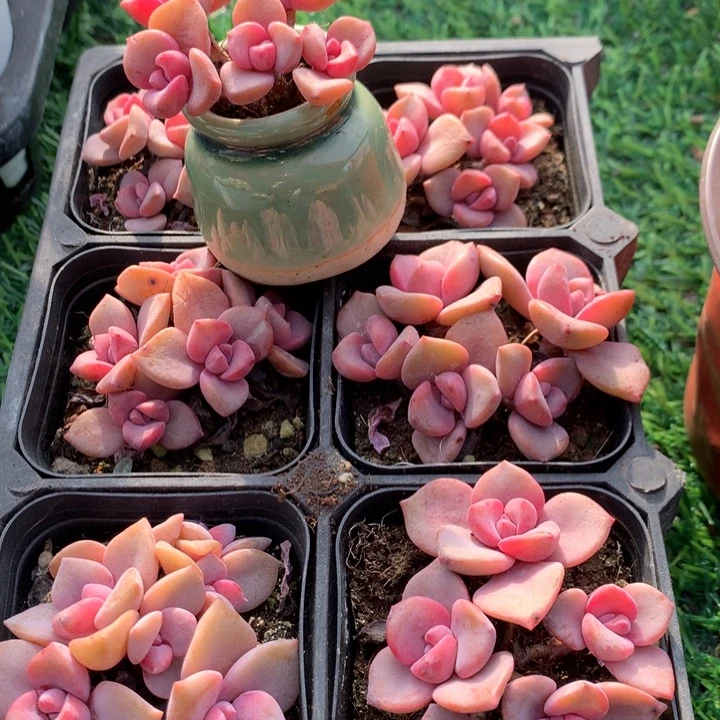 彩虹糖五头起多肉