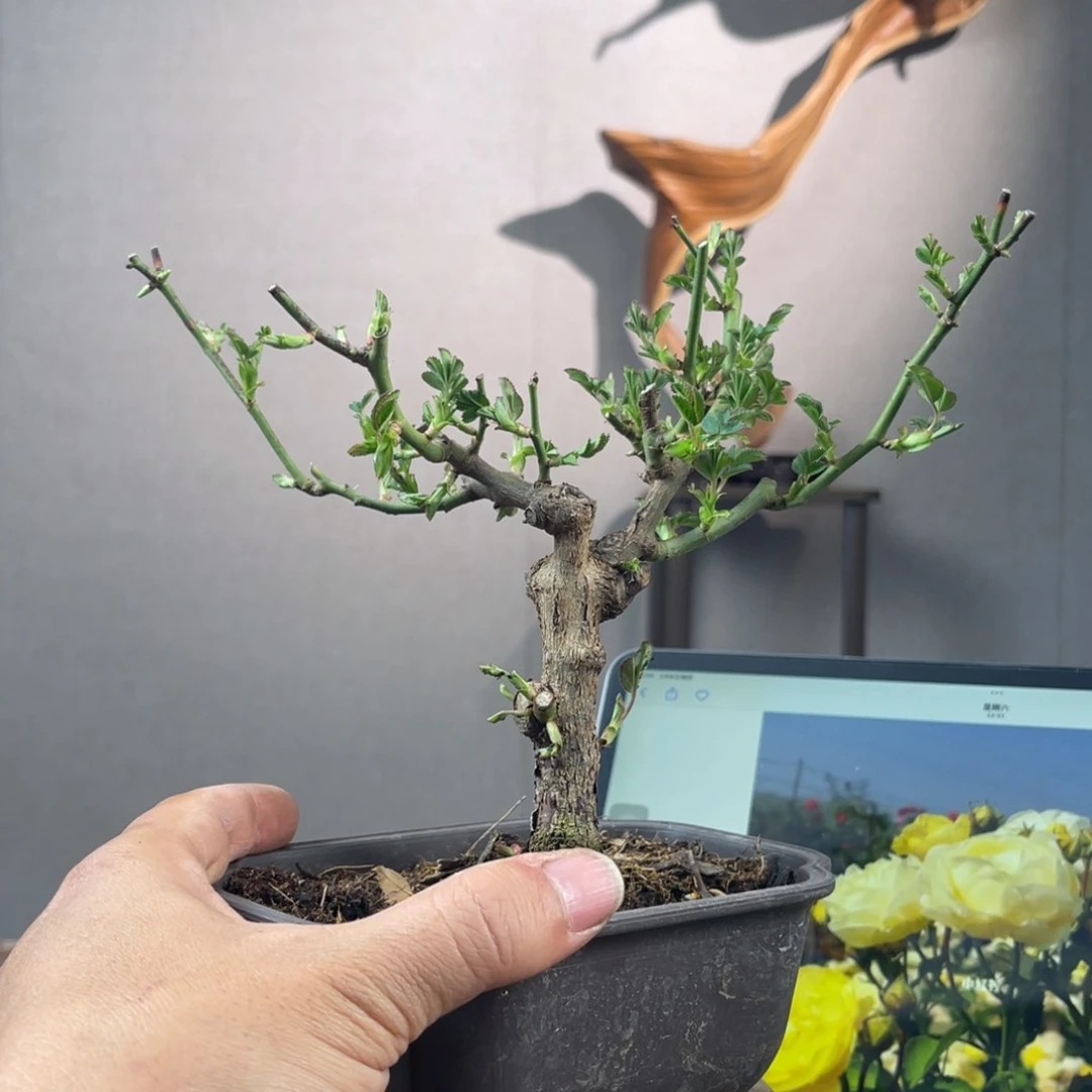 微月季盆景11111用****4