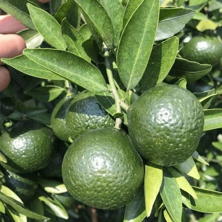 正宗嫁接新会柑大红柑茶枝柑种苗树柑桔果为新会陈皮用柑橘子树苗