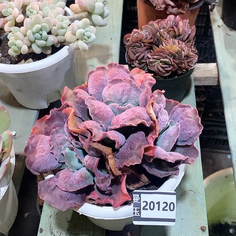 【闪购商品】蓝爵20120