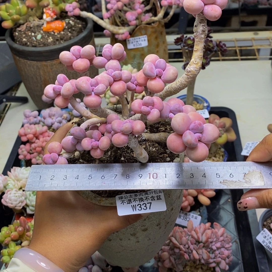 姣*337腰子桃蛋多肉16c m