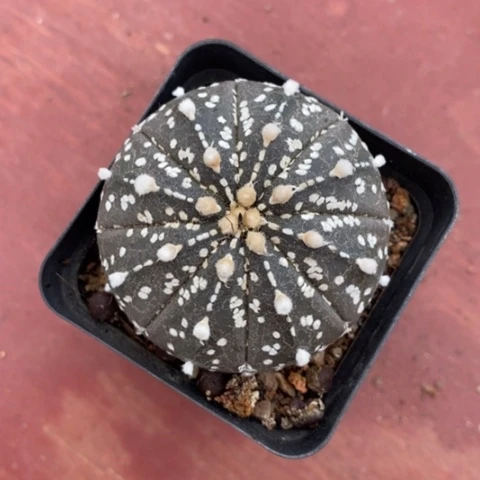 实生超兜4仙人球