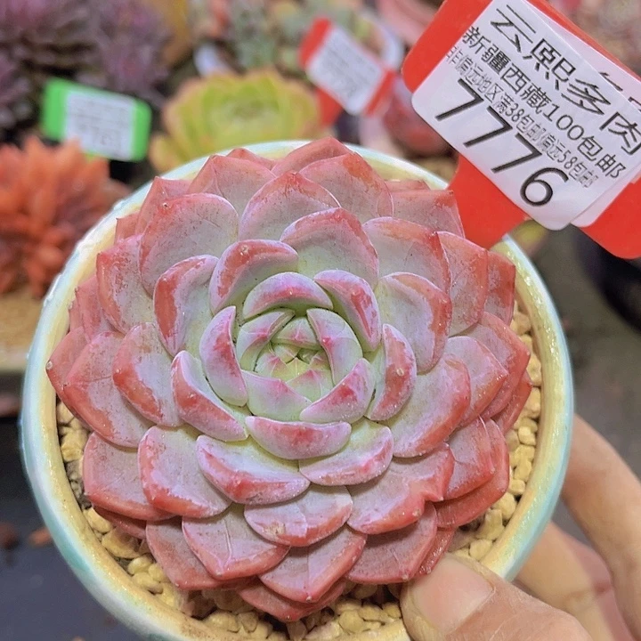 7776纸鸢。