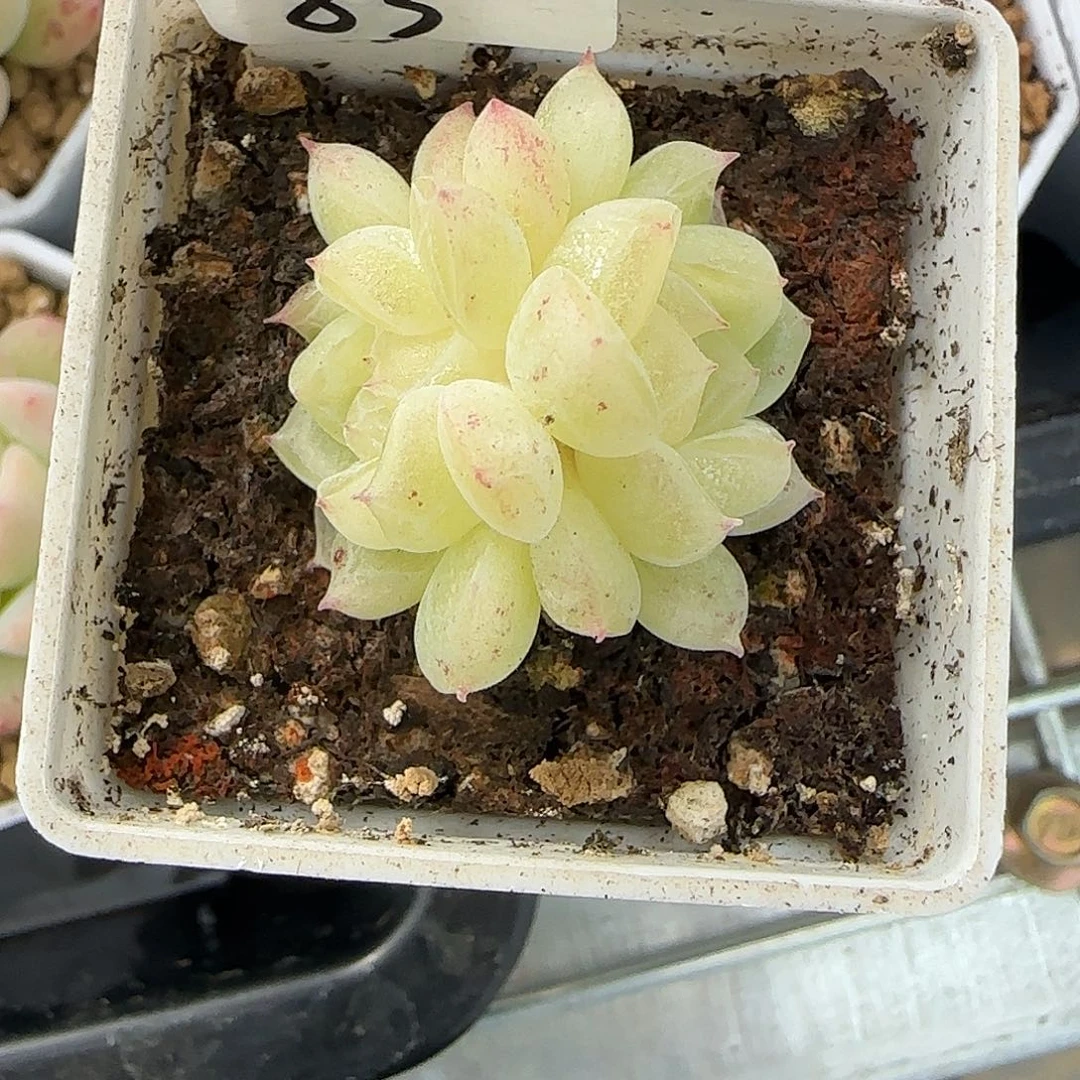 j***g83福利泼天双头多肉