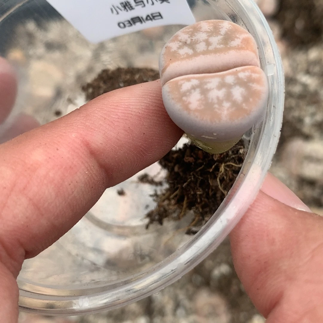 M281多肉植物保护