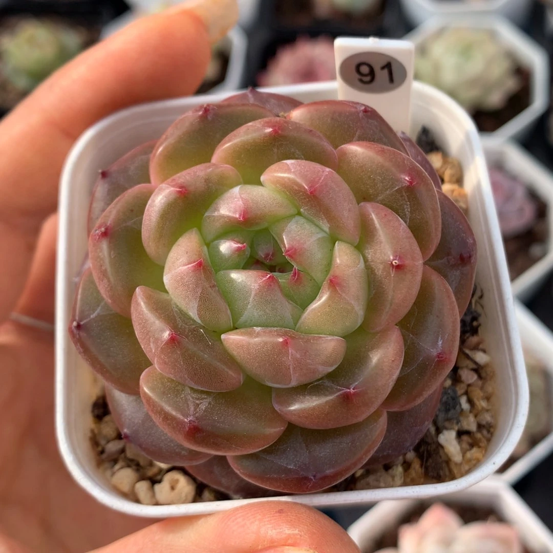 糖心58包邮  群生不包整91