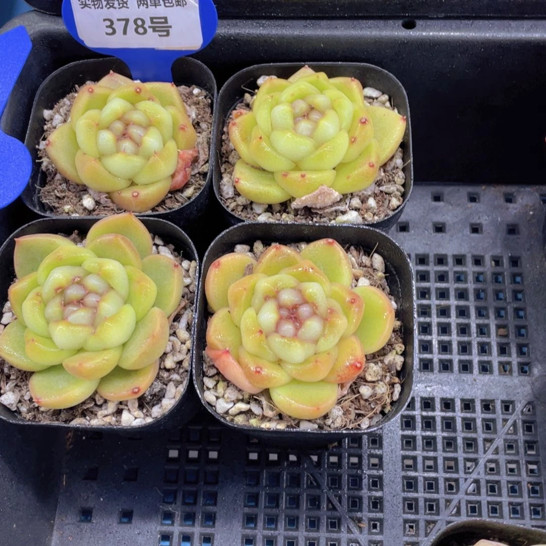 378号 绿透皮埃拉珍妮单头一个