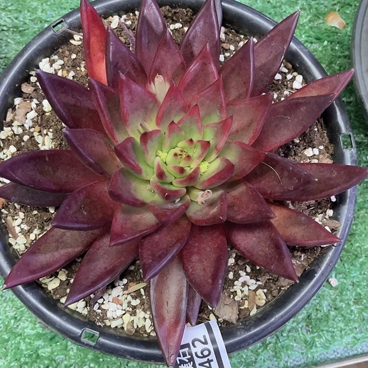 红尘2462多肉植物