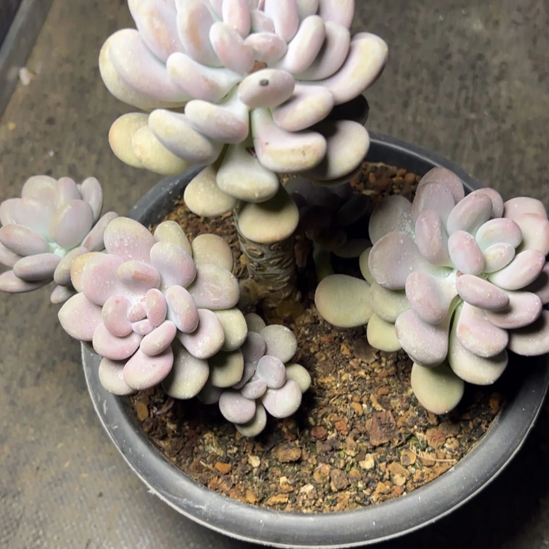 【闪购商品】月美人多肉39.8