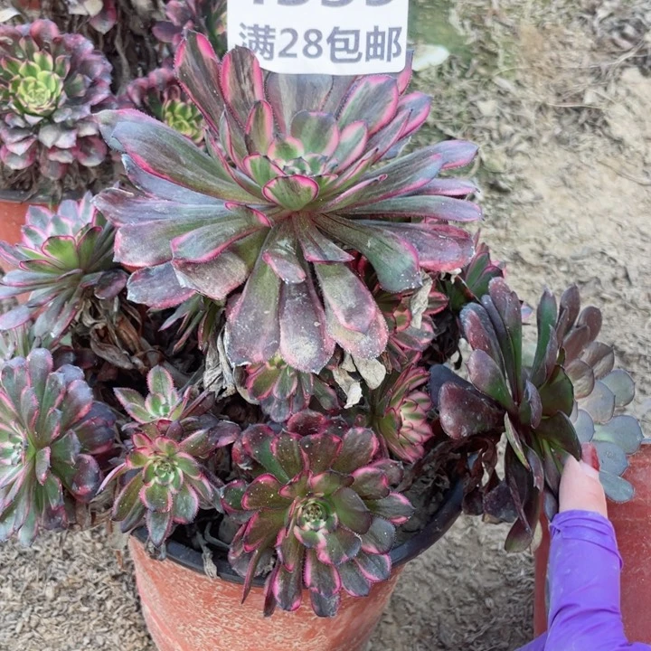 4339一号棚多肉植物