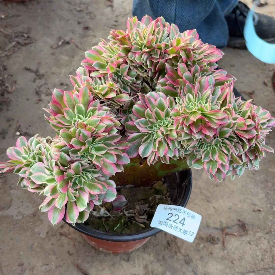 224女神缀化多肉植物