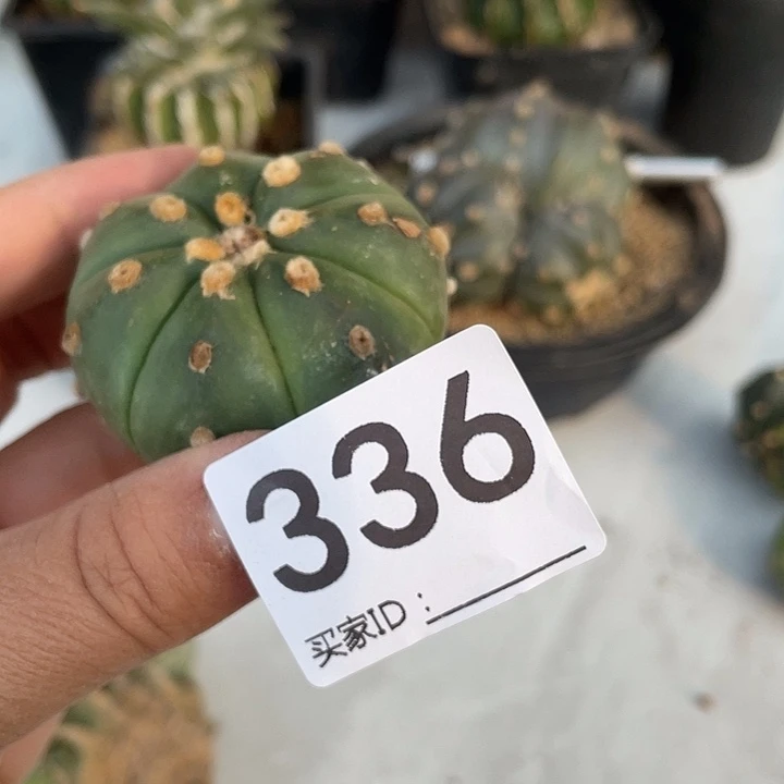 336号琉璃兜一颗仙人球