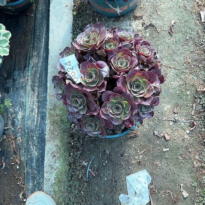 0624魅金玫瑰多肉植物