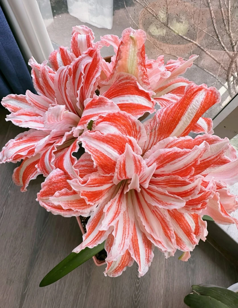 舞蹈皇后朱顶红盆栽地栽重瓣大花