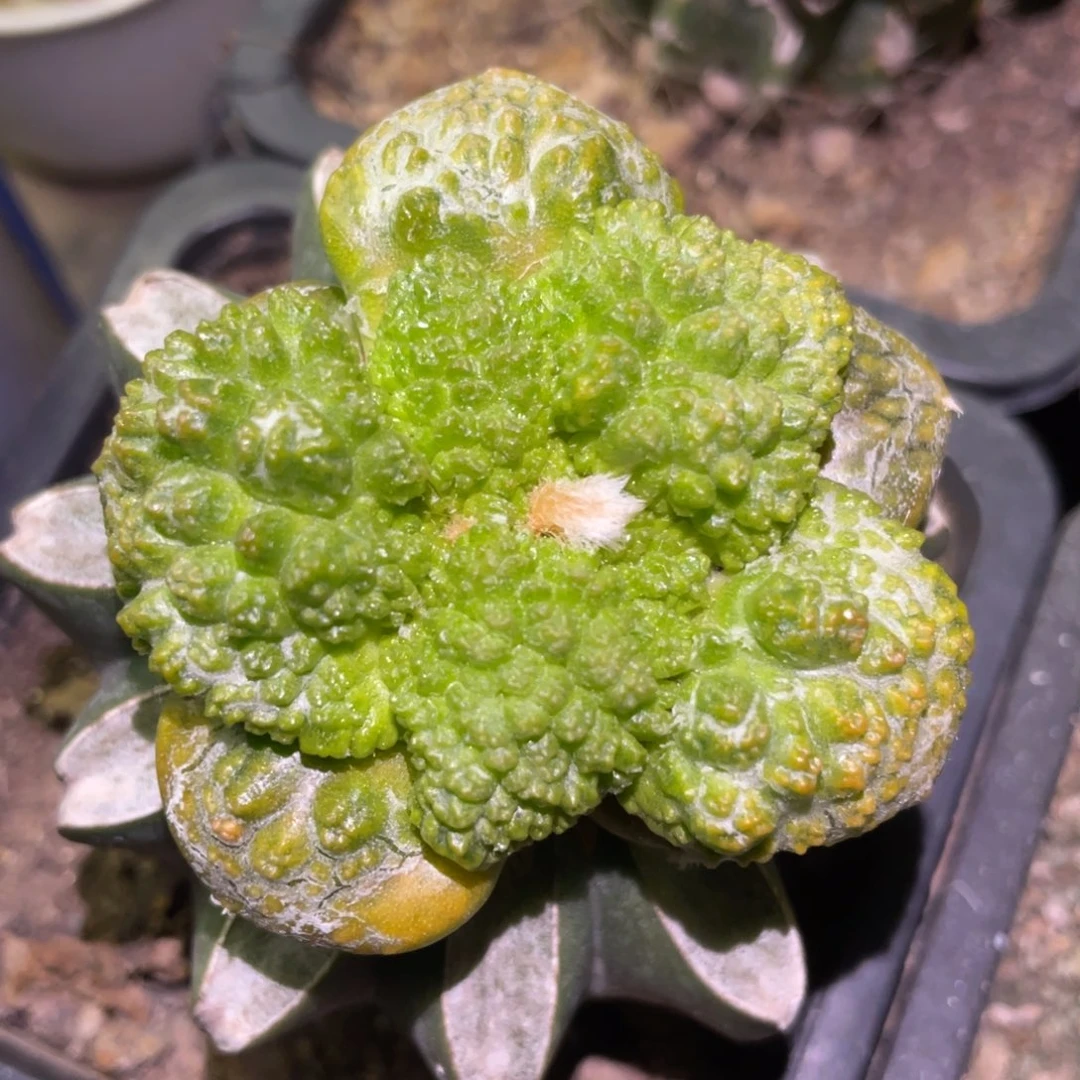 全部花朵精选大型丸犹菜花牡丹锦