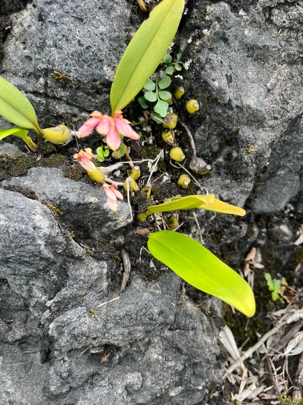 贵州高山卷瓣兰盆栽四季开花开花超香浓香石豆兰