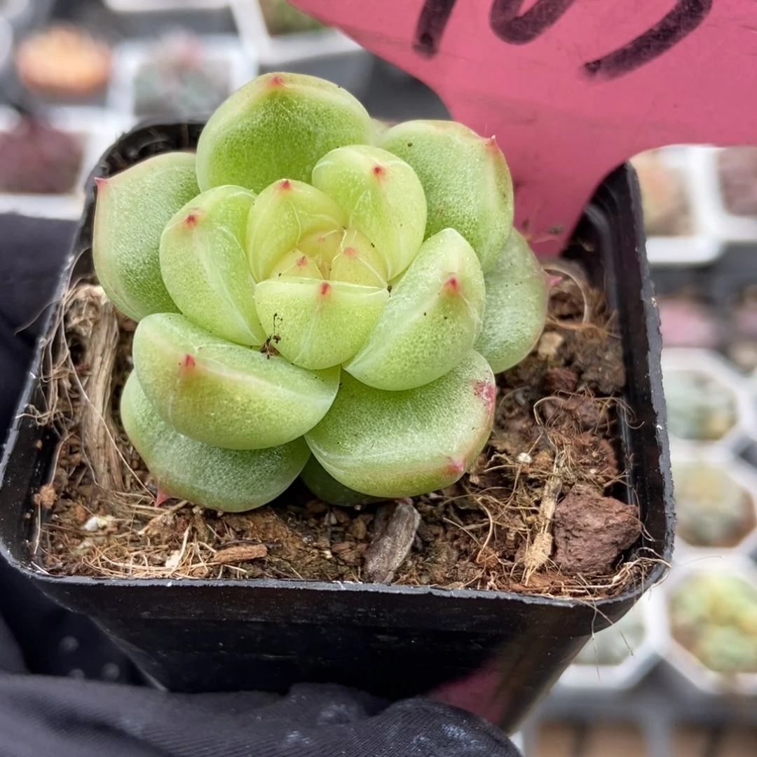 763晴空珍妮多肉植物