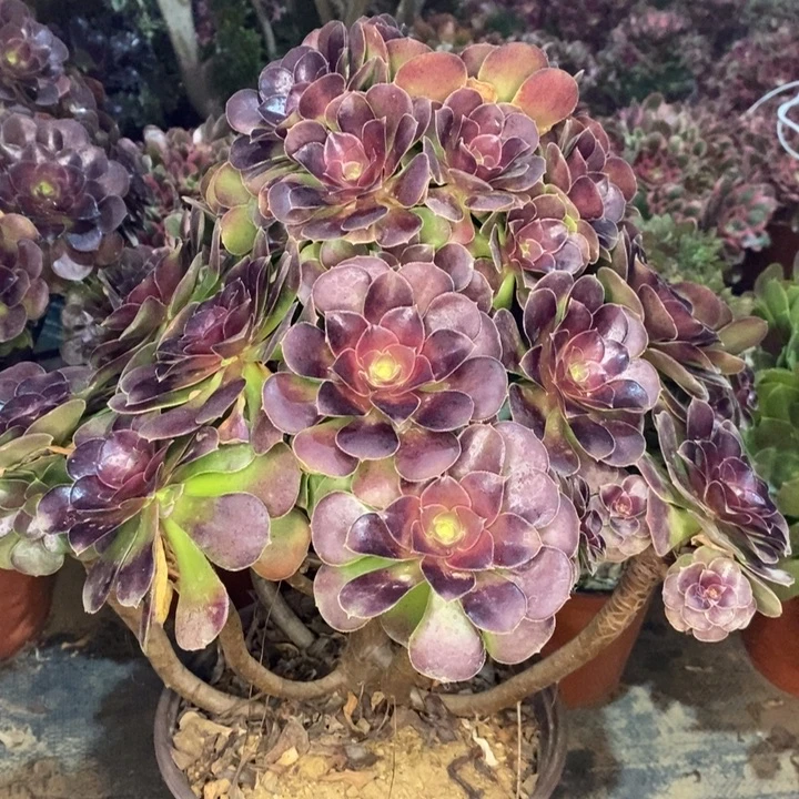 荷兰玫瑰多肉植物19