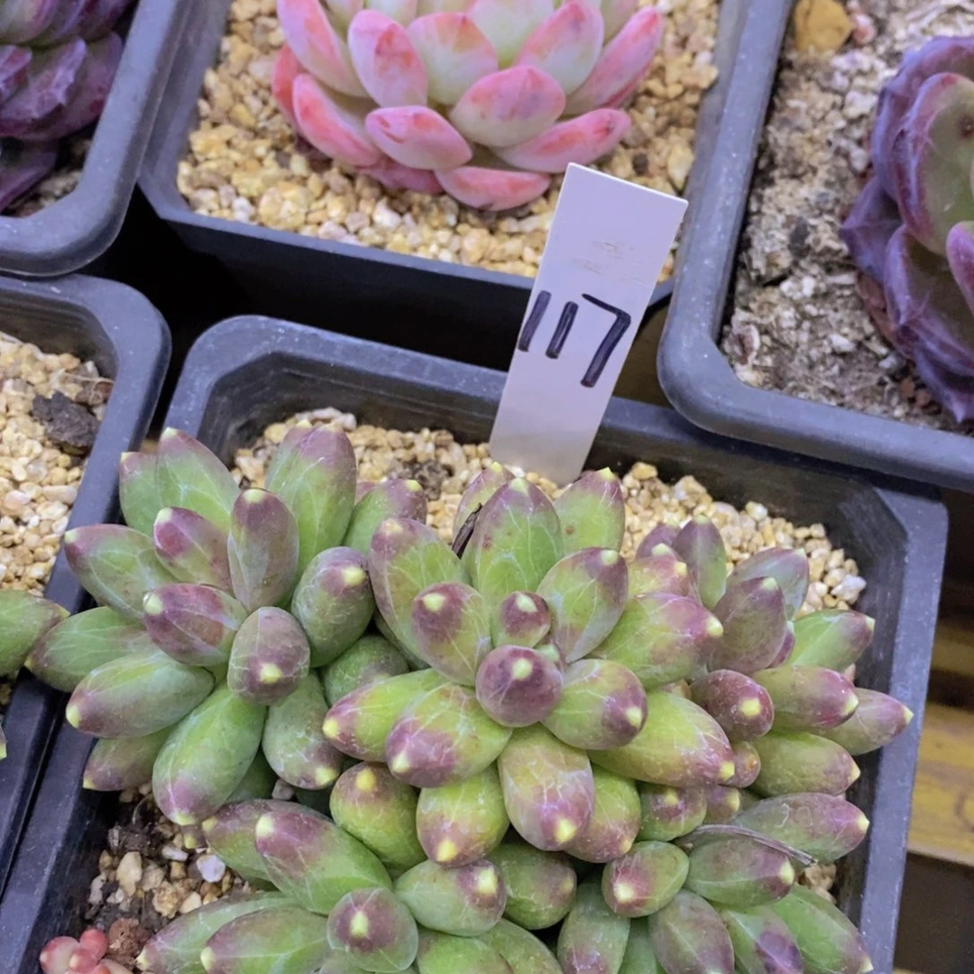 多肉植物，满5宋1了