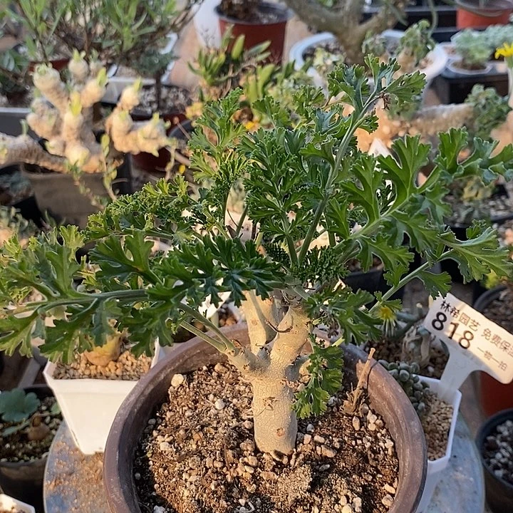 829白皮洋葵带盆一一一一