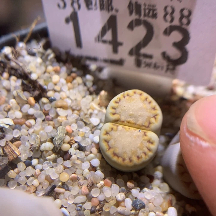 zzz精品生石花1423