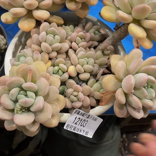 ❤️****白鹭12103多肉