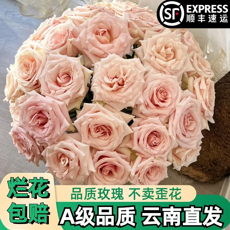 A【流沙】粉色玫瑰鲜花朵插花束鲜切花卉云南基地「大花奶粉】顺丰
