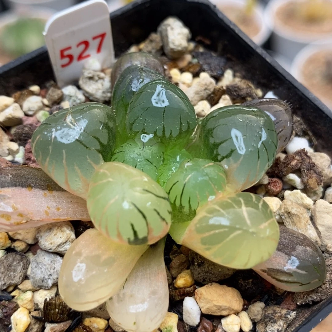 527孔明灯玉露锦一物一拍