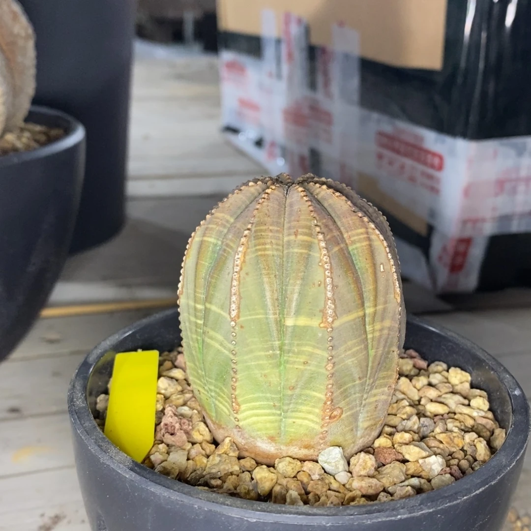 欧系布纹球一物一拍有疤特价球