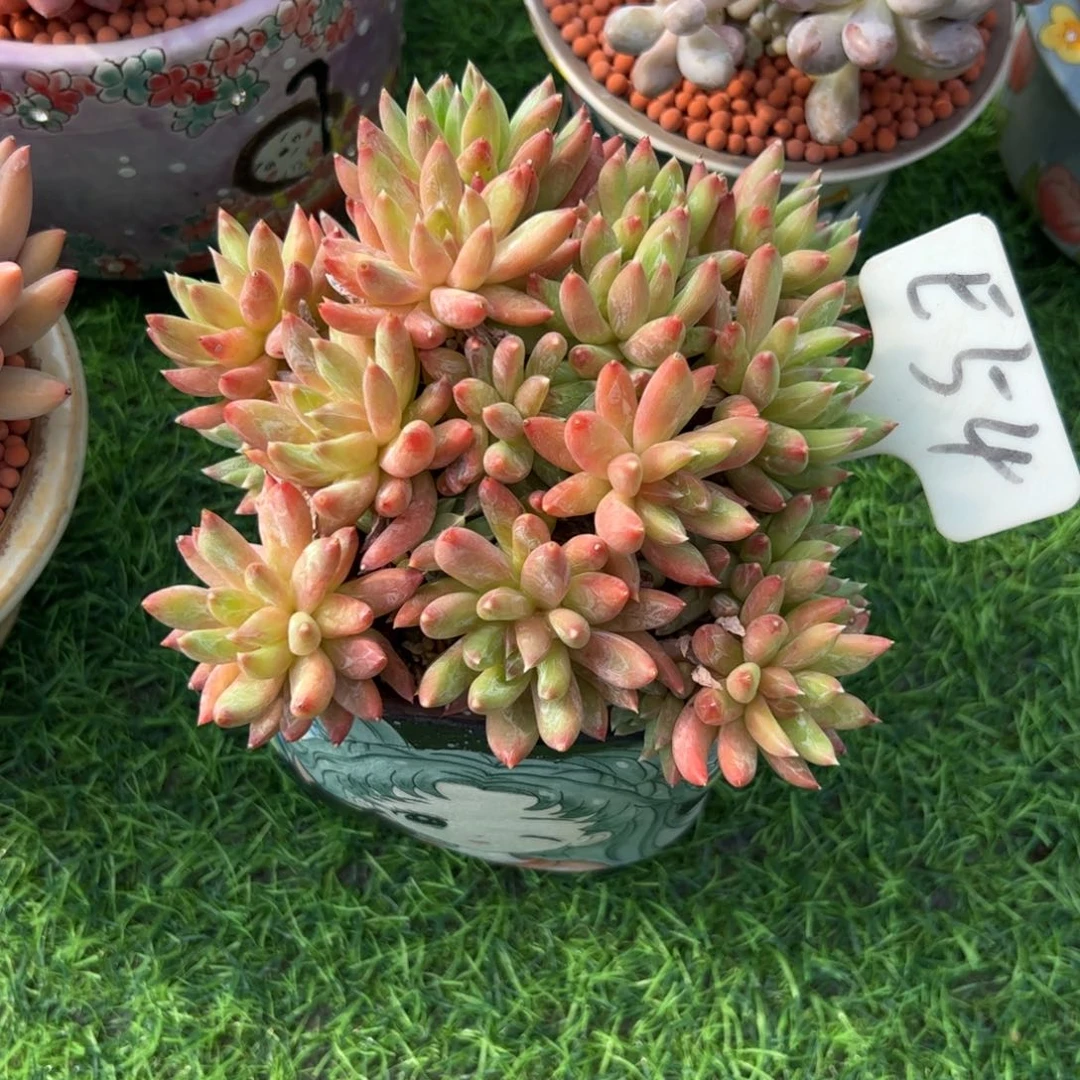 七***～手捧花炫彩星多肉植物