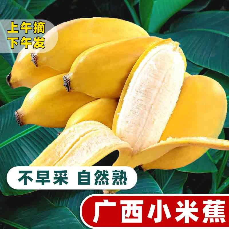 广西小米蕉净重新鲜自然熟天然香蕉小芭蕉饱满
