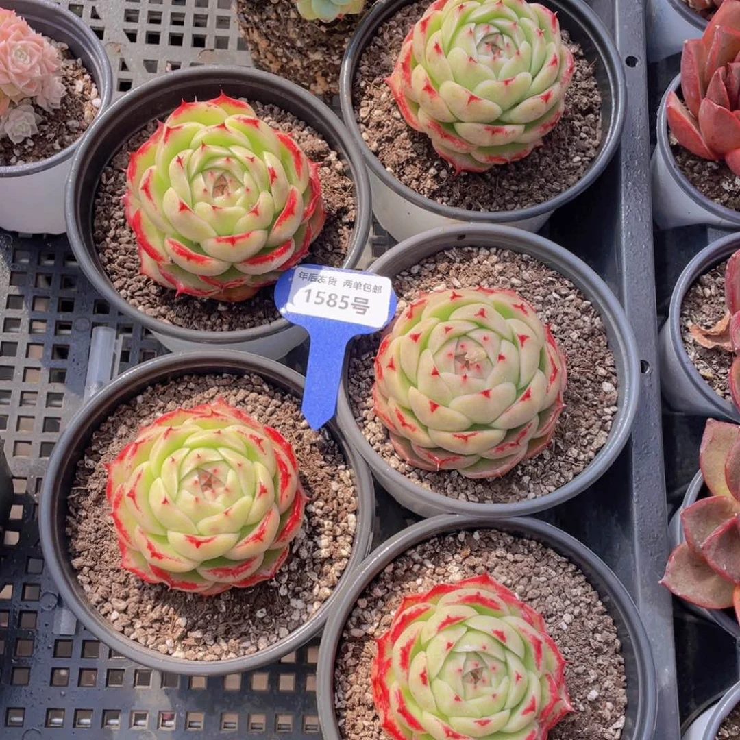 1585号母本凤凰火麦秆大单头一个