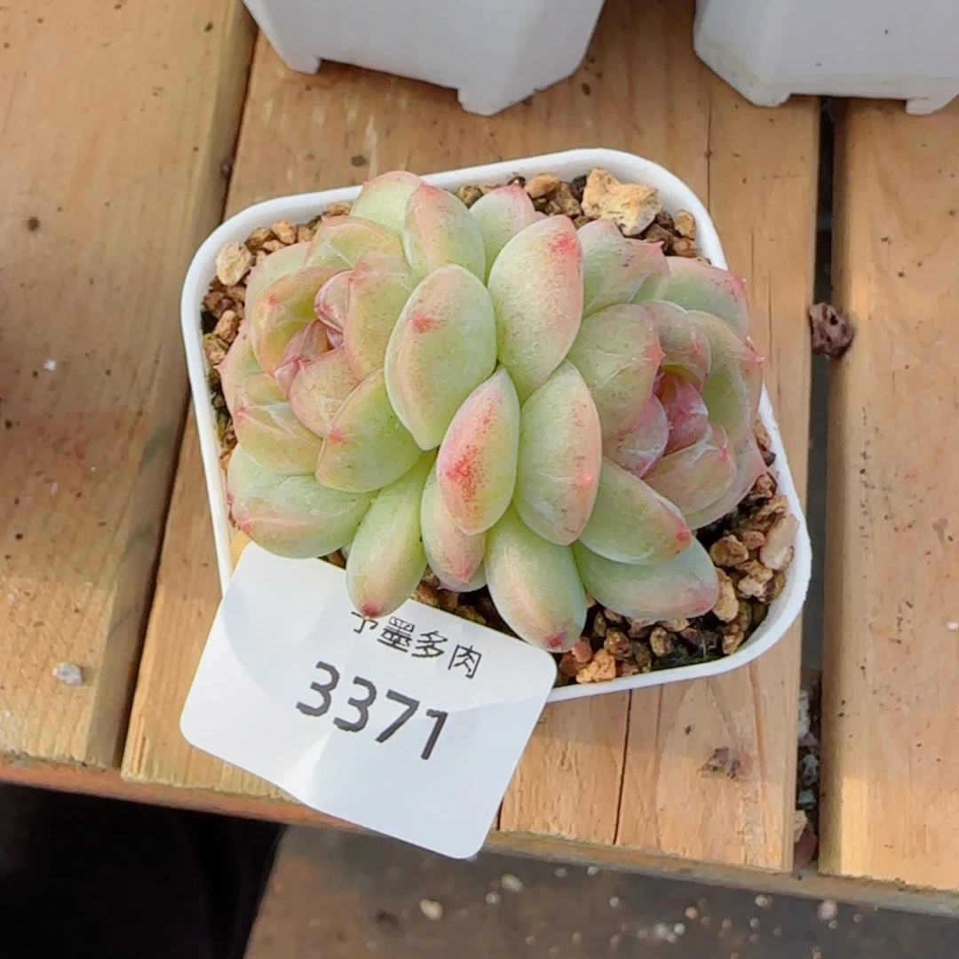 栀子花优选，3371多肉植物