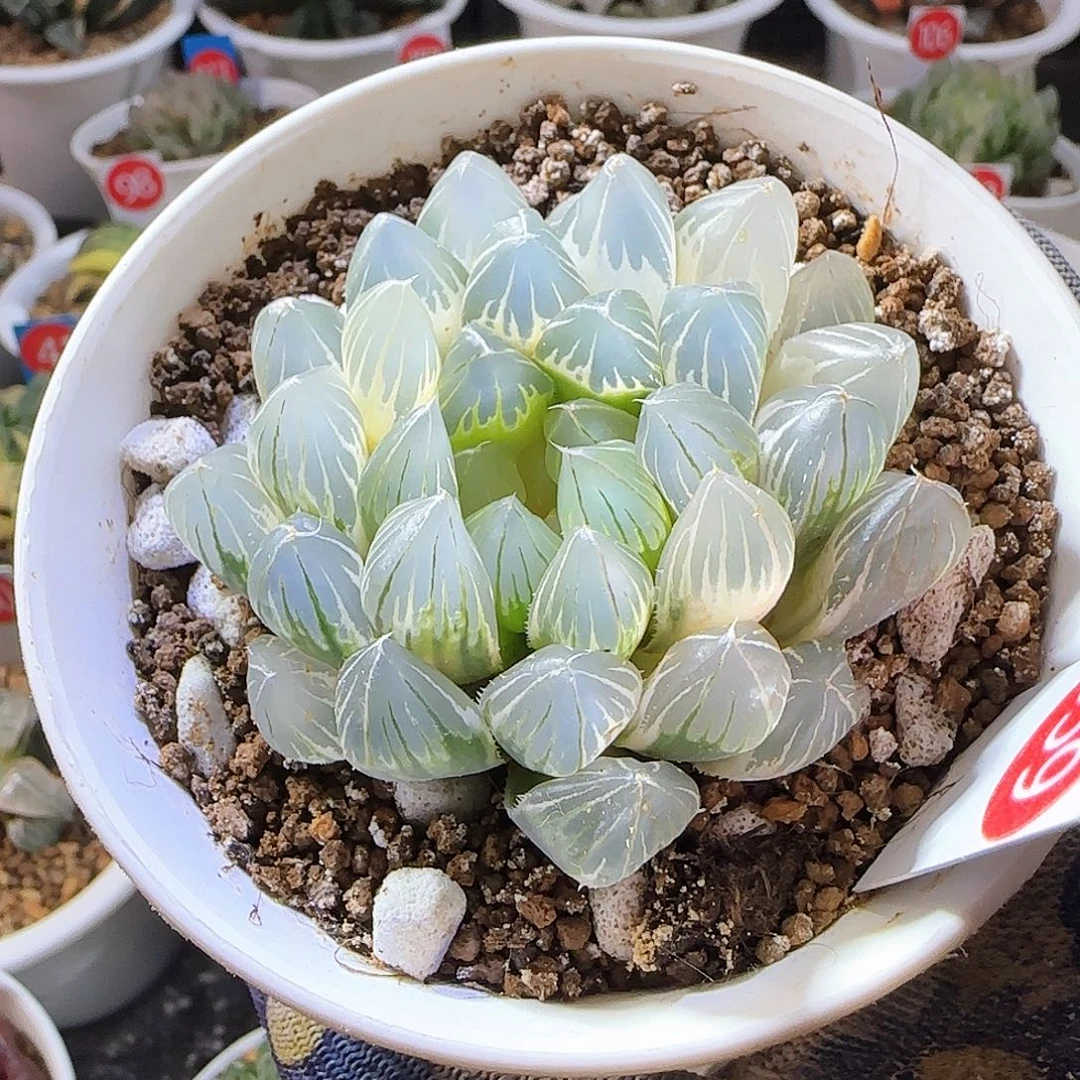 359糊斑白霓虹灯锦 6.5 厘米左右一物一拍带盆发货