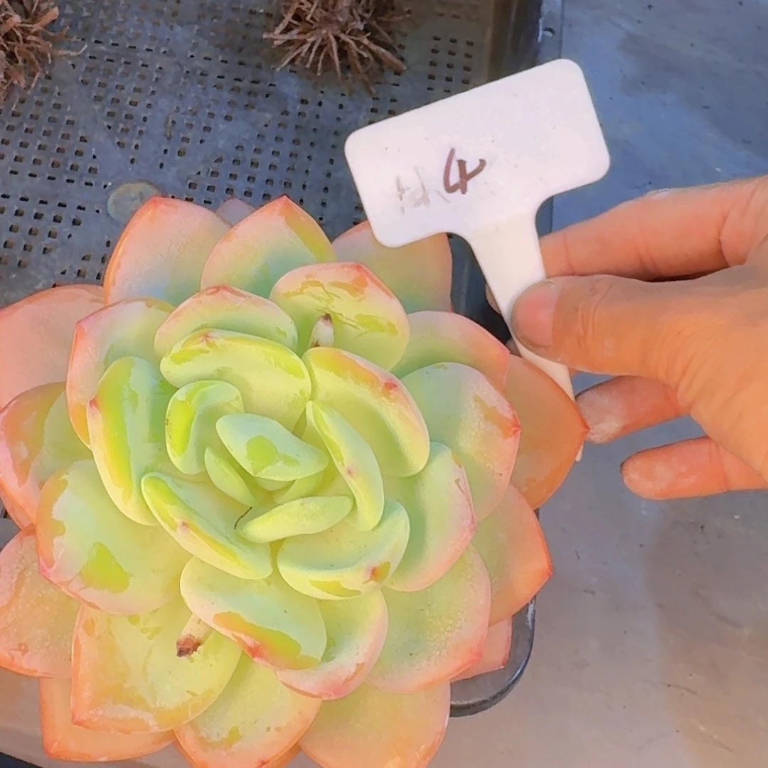 多肉植物和植物等
