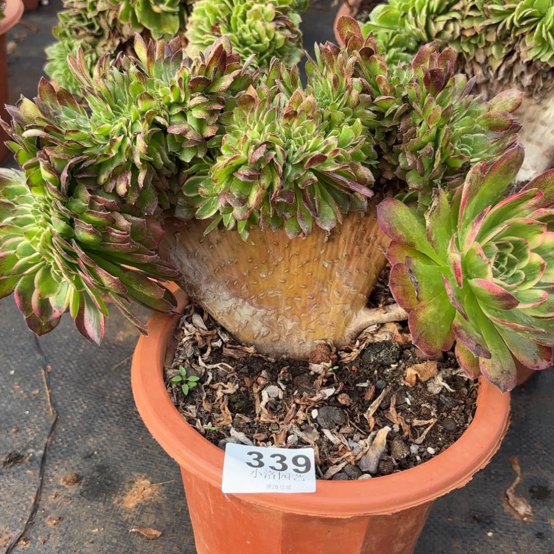 339号海王缀化多肉植物