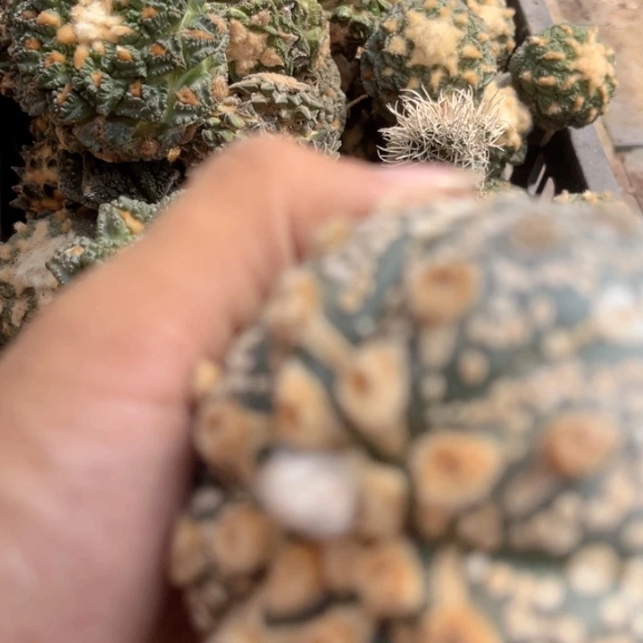 ｖ兜三角嫁接苗仙人球0043