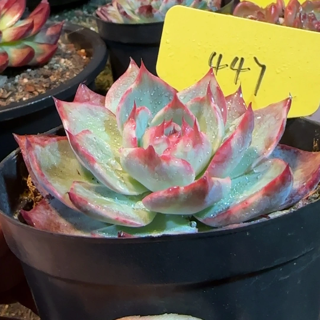 惊鸿一物一拍包装收缩花旱447