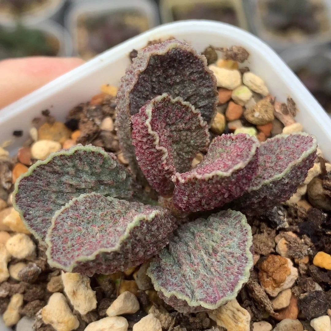 凤哕多肉水泡带盆发稀有阳台花卉盆栽水泡多肉植物景天科带盆土