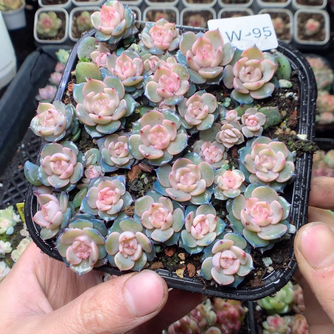 无花朵W95 yyyyyyyy