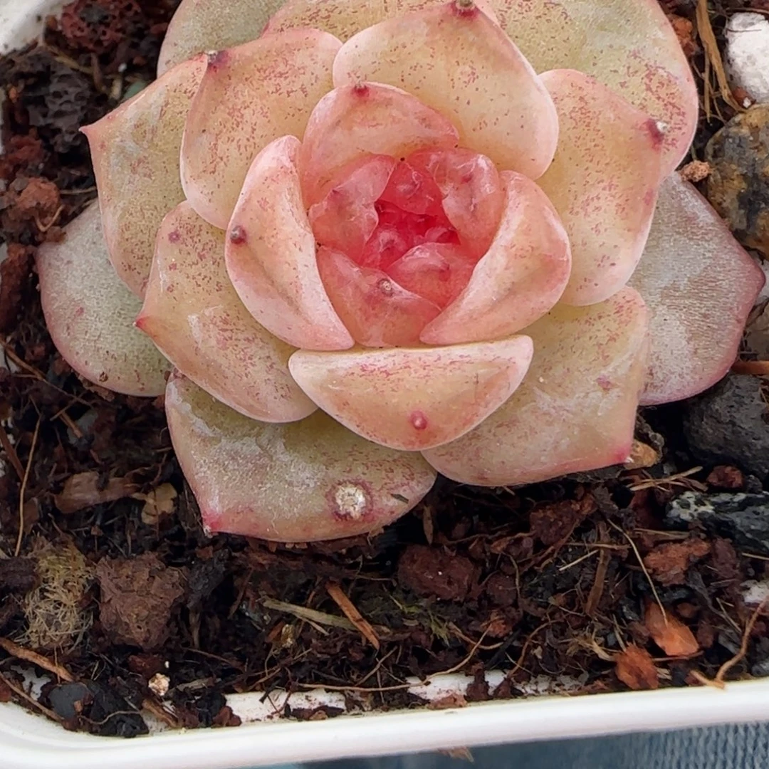 小卡拉米糖心一物一拍