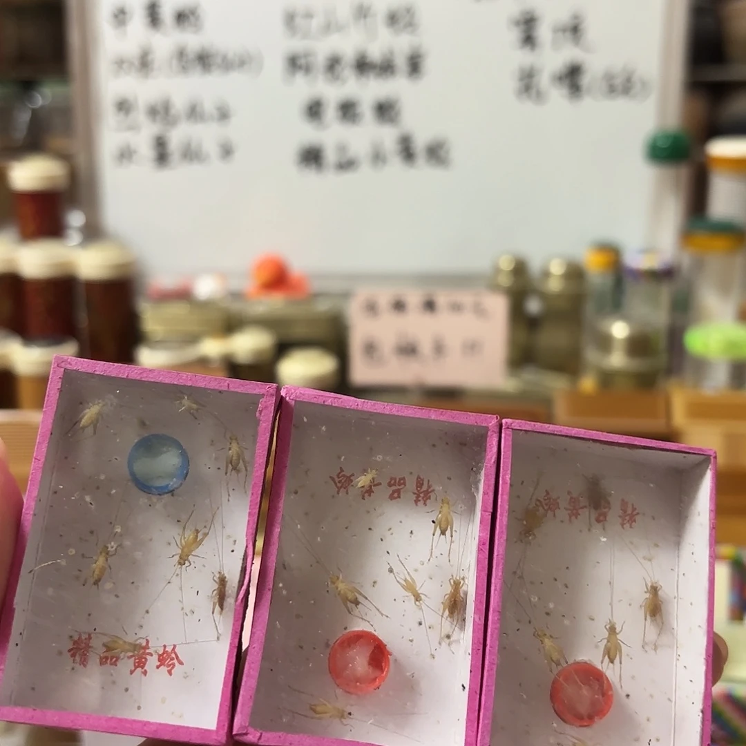 三盒小黄 过冬小黄