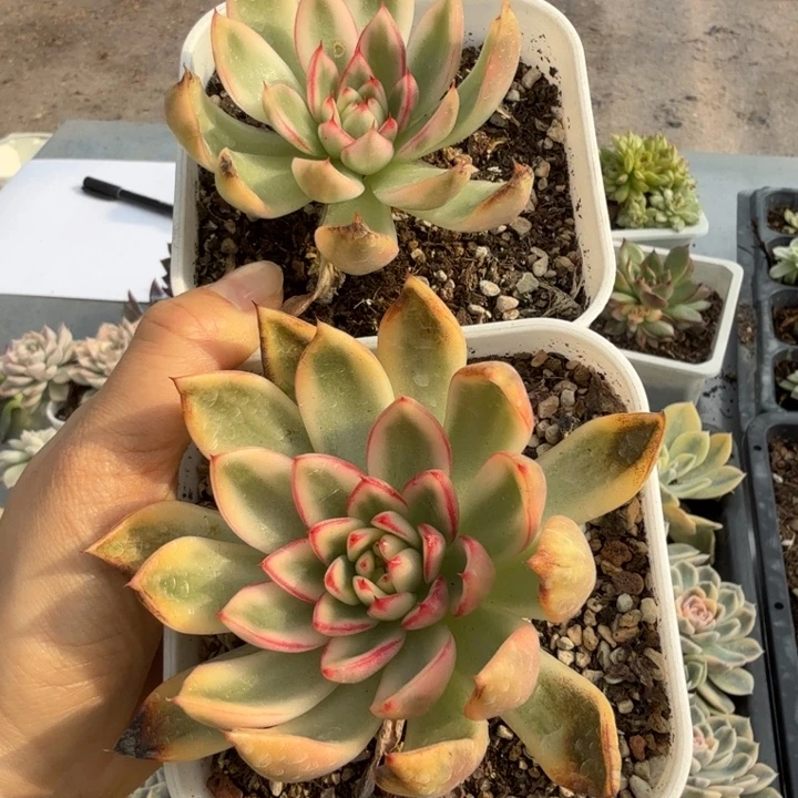 阿斯娜锦多肉植物
