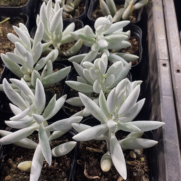 银月3.8带盆土发货