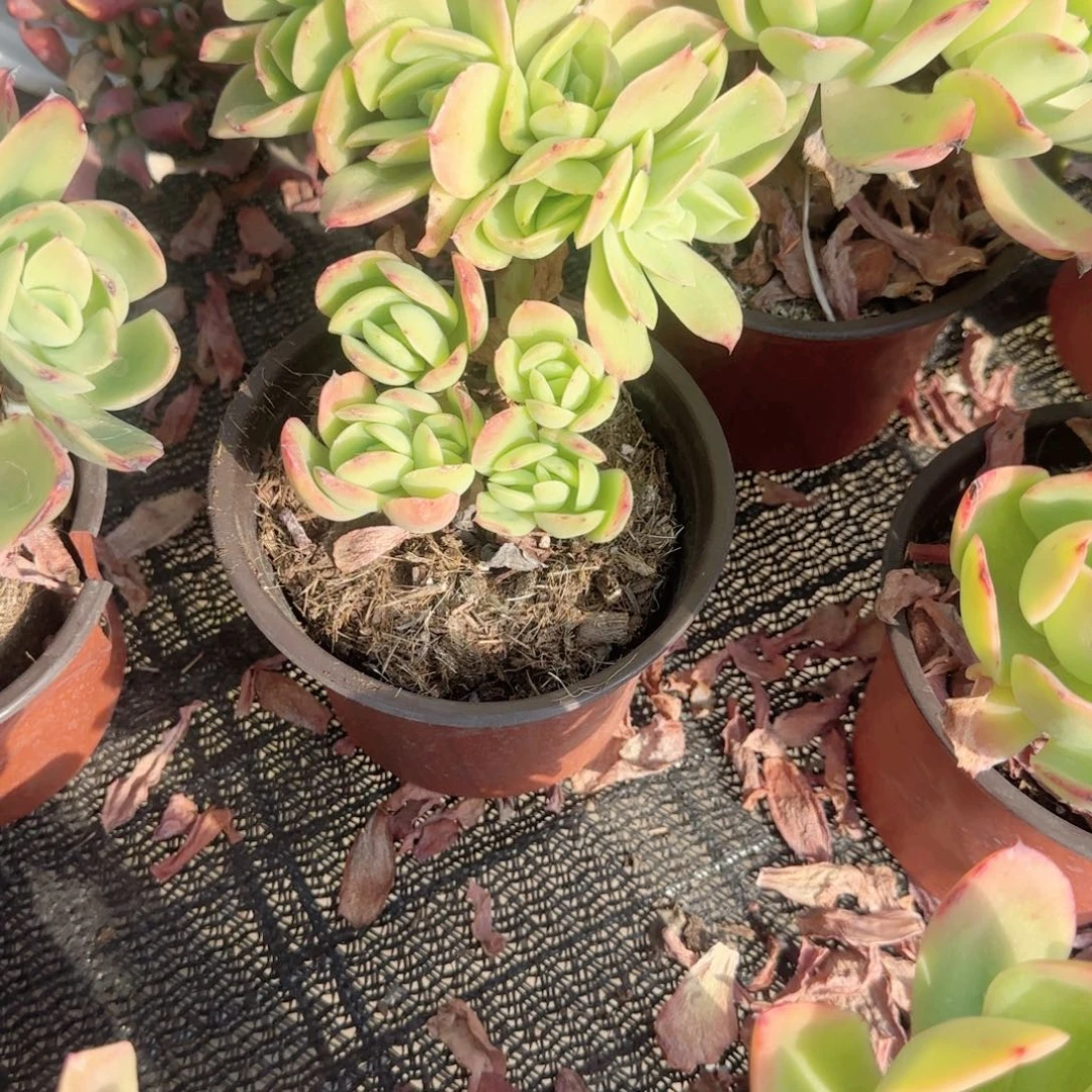 无花朵金辉150缀化